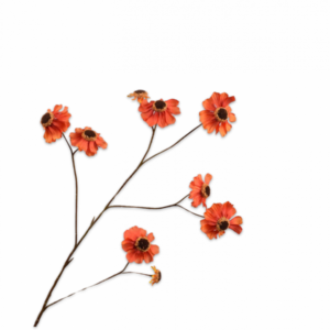 Rudbeckia tak oranje 101cm